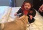 Pug Puts Baby in a Fit of Giggles