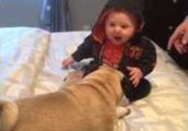 Pug Puts Baby in a Fit of Giggles