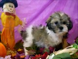 MALE TEDDY BEAR (BICHON FRISE X SHIHTZU)