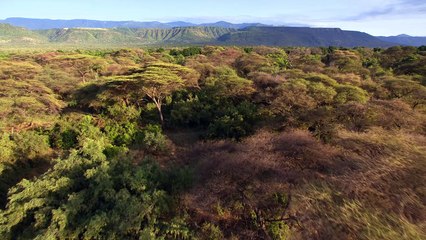 African Cats  Official Trailer