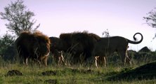 African Cats  Reservoir Cats - Clip