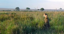 African Cats  Sita Has a Secret - Clip