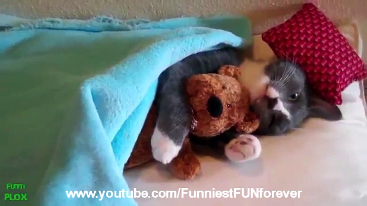 Best Funny Cat Videos Compilation