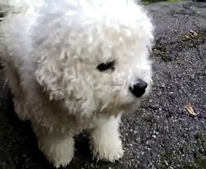 Bichon frise