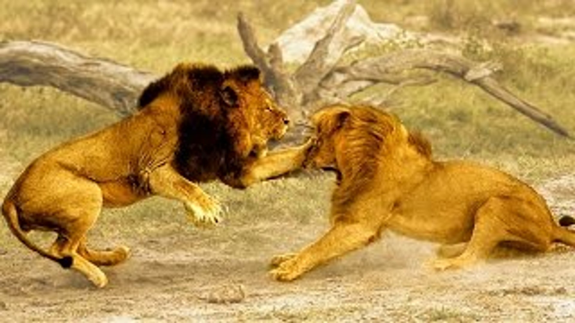 Documentário de Leōes O Leão, a história de um vencedor {Documentário Completo e Dublado}