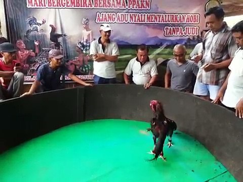 Adu Nyali Tanpa Judi
