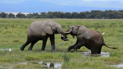 Animals Fight​ing, Imapala, Elephant, Bird, Ducks