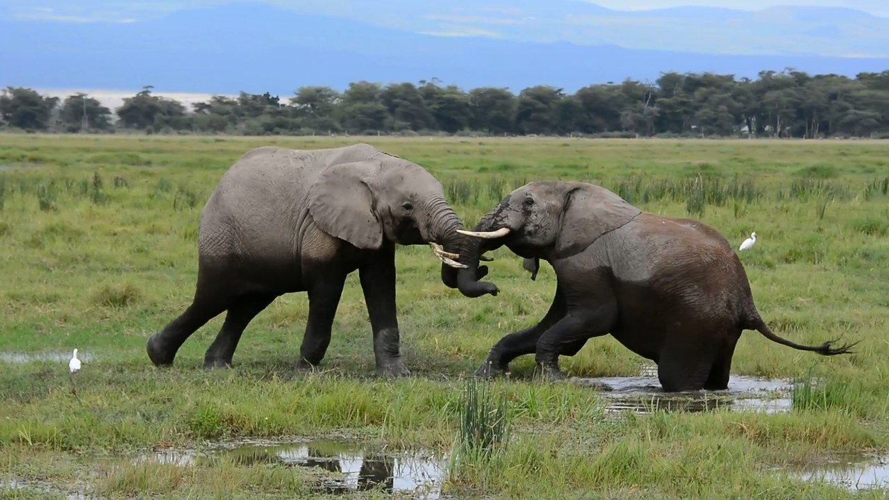 Animals Fight​ing, Imapala, Elephant, Bird, Ducks