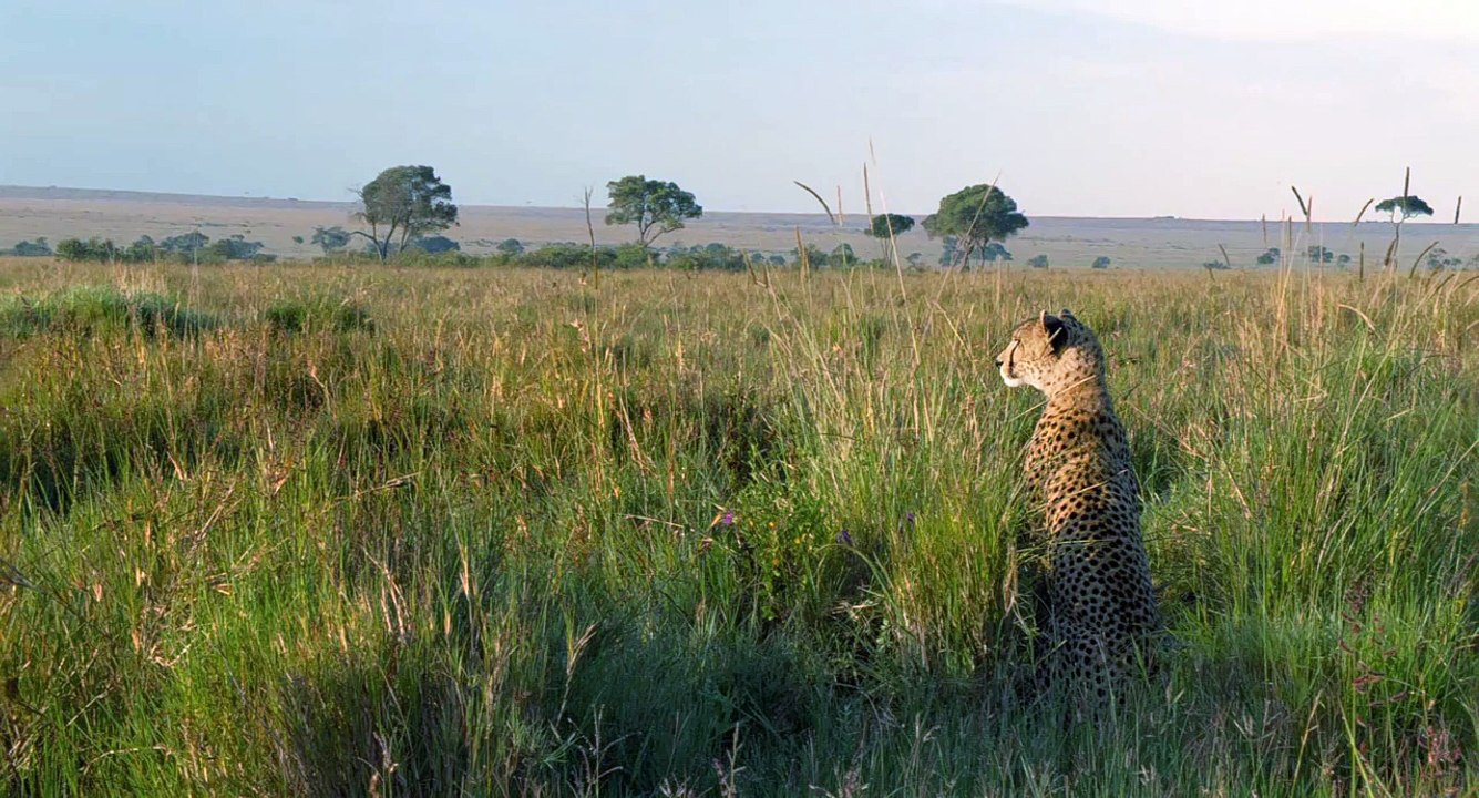 African Cats  Sita Has a Secret - Clip