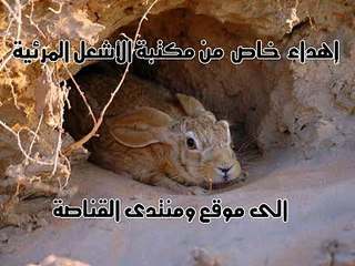 Greatest Speed of rabbit- wild life