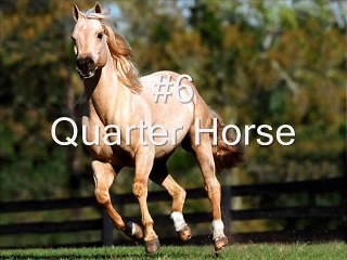 Top 10 Fastest Land Animals