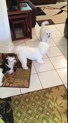 Bichon Frise Puppies