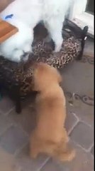 Bichon Frise Says I DO NOT WANT A FRIEND!