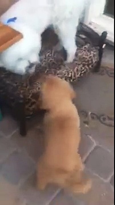 Bichon Frise Says I DO NOT WANT A FRIEND!