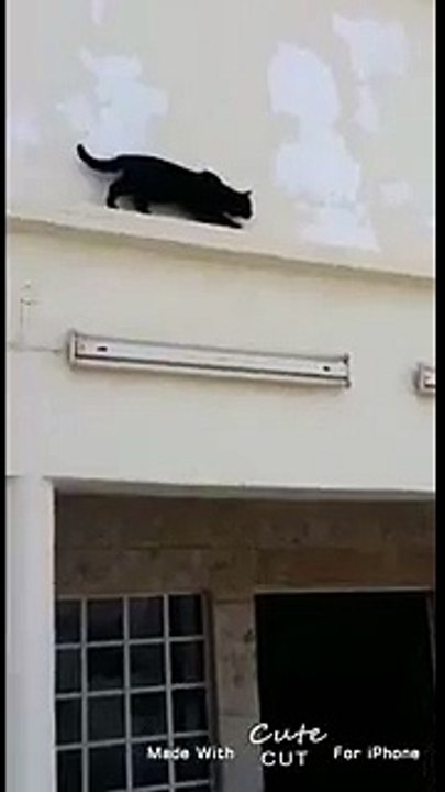 hehehe Cat Signal