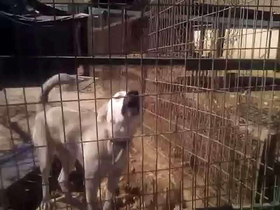 Jerusalem SPCA, after introducing clickertraining