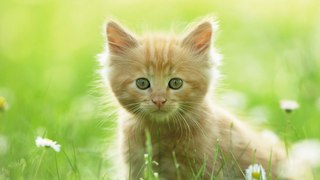 Top 15 Cutest Baby Animals