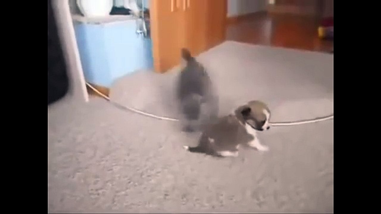 Kedi ve köpek kavga.