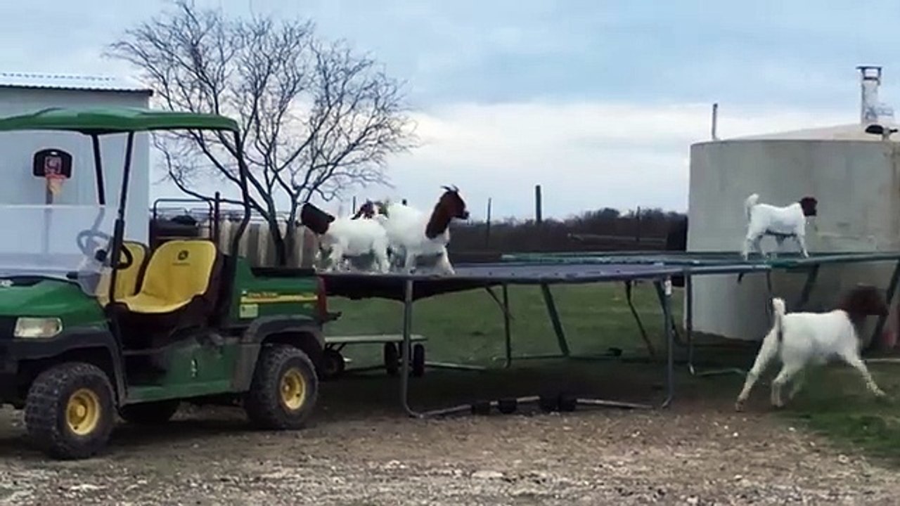 Goats Caught Jumping On Farmers Trampoline