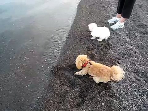 North shore Lake Superior toy poodle bichon frise mix 7 months old maltese 14 weeks old puppy