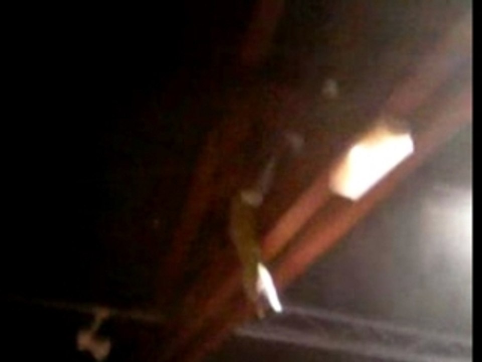 Les Wampas "Le Costume Violet" Live