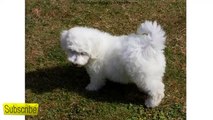 Bichon Frise Puppies - All Types of Dog Breeds