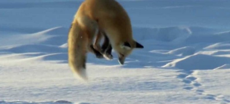 Как лиса ловит мышей в глубоком снегу