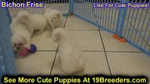 Bichon Frise, Puppies, For, Sale, In, Edmond, Oklahoma, OK, Cleveland, Comanche, Canadian, Rogers, P