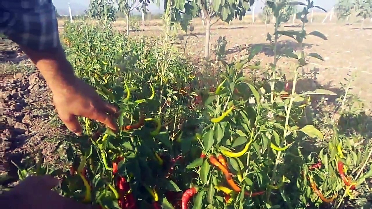 Kıl Acı Biber Nasıl Yetiştirilir, Ne Zaman ekilir, Ne Zaman Sulanır