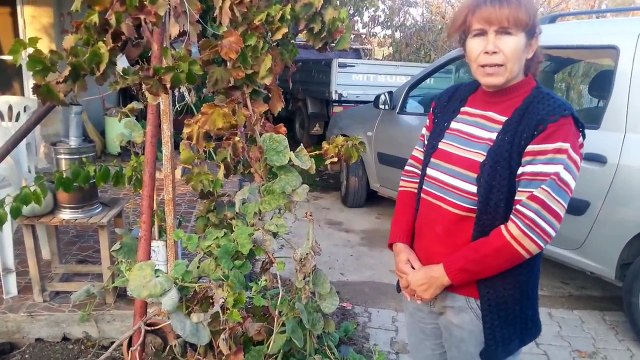 Asma gübresi Üzüm gübresi Bağ gübresi Bağ gübreleme