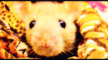 Clickertraining - Lia