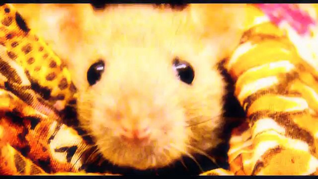 Clickertraining - Lia