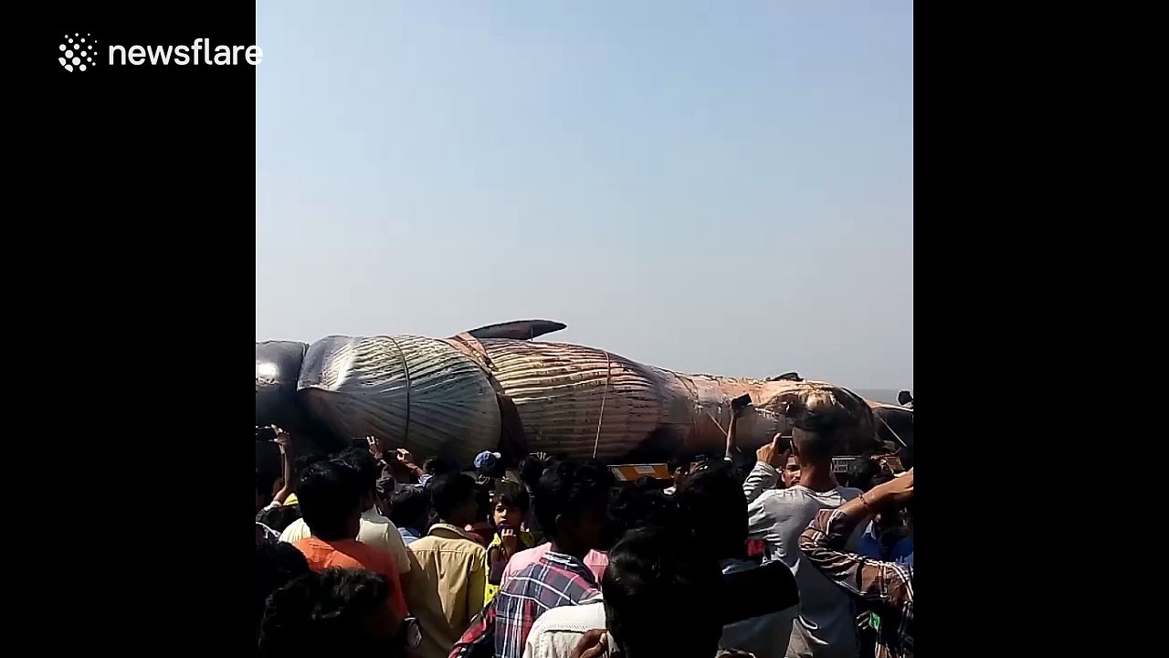 Giant Bryde's whale washes up dead on India beach