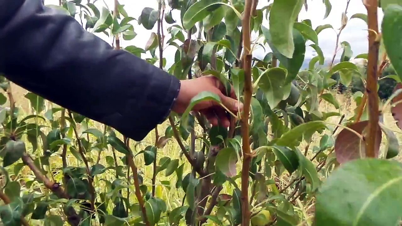 Armut Yetiştiriciliği, İklim, Gübreleme, Toprak, Bakım, Organik gübre, Gübre, Ağacı, Armut