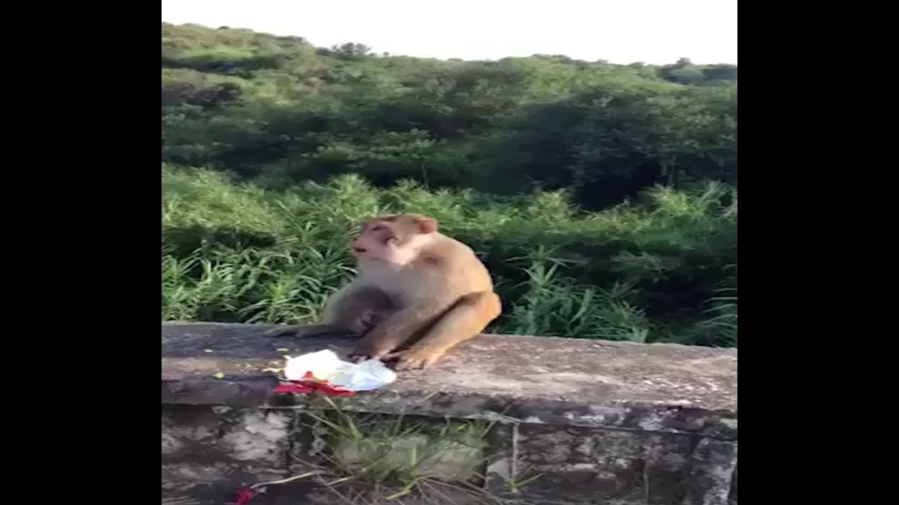 MONKEY'S FUNNY VIDEO