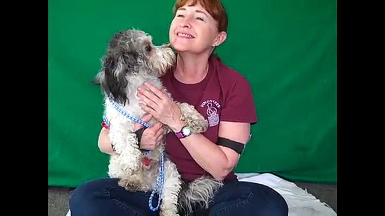 Bichon Frise