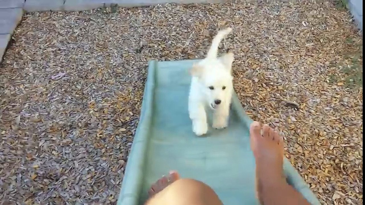 Dogs Vs Inanimate Objects