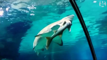 Quand un requin dévore un autre requin