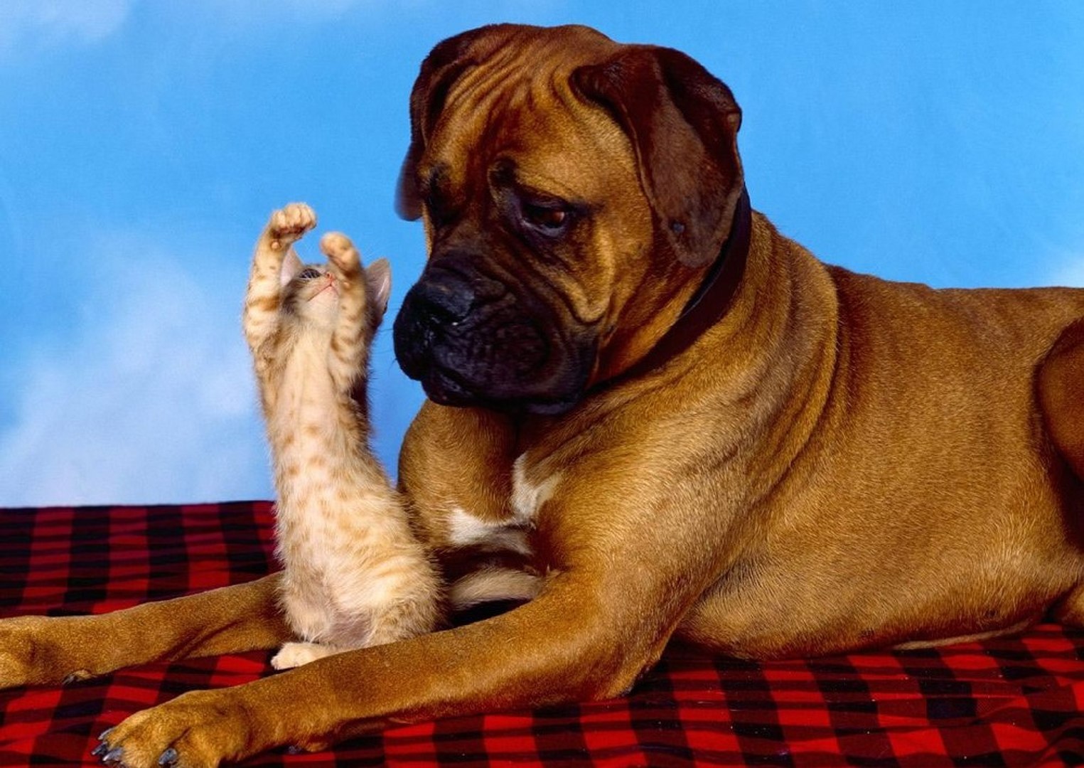 ⁣funny animals funny animals videos