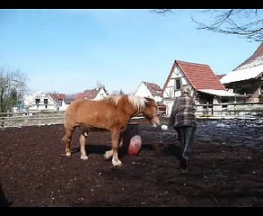Clickertraining mit Rocky 7