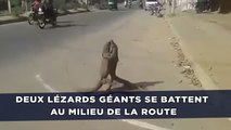 Deux lézards géants se battent au milieu de la route