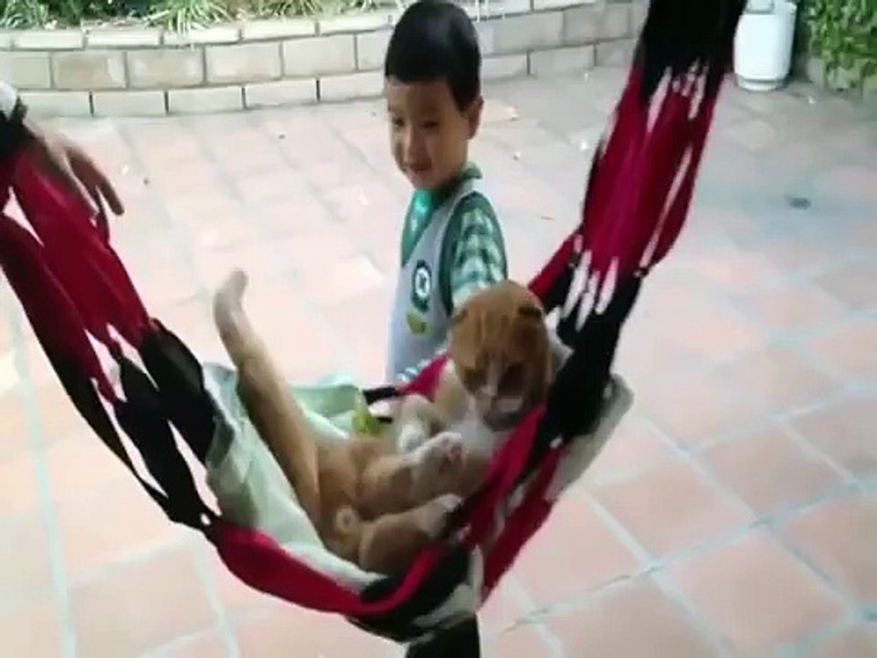 Cute Cat Videos: Funny Cats Acting Like Humans Compilation HD 2016