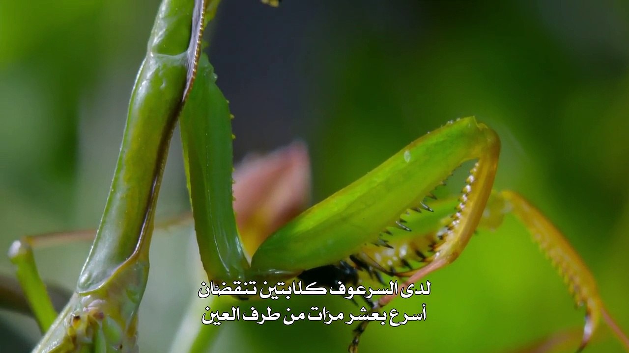 الصيد الحلقة الأولى_ _التحدي الأصعب_ - فيديو