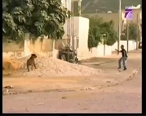 Funny Dog Prank Arab