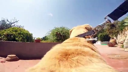 Denizi kimse bu köpek gibi sevmiyordur!