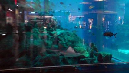 ДУБАЙ - DUBAI MALL - САМЫЙ БОЛЬШОЙ АКВАРИУМ