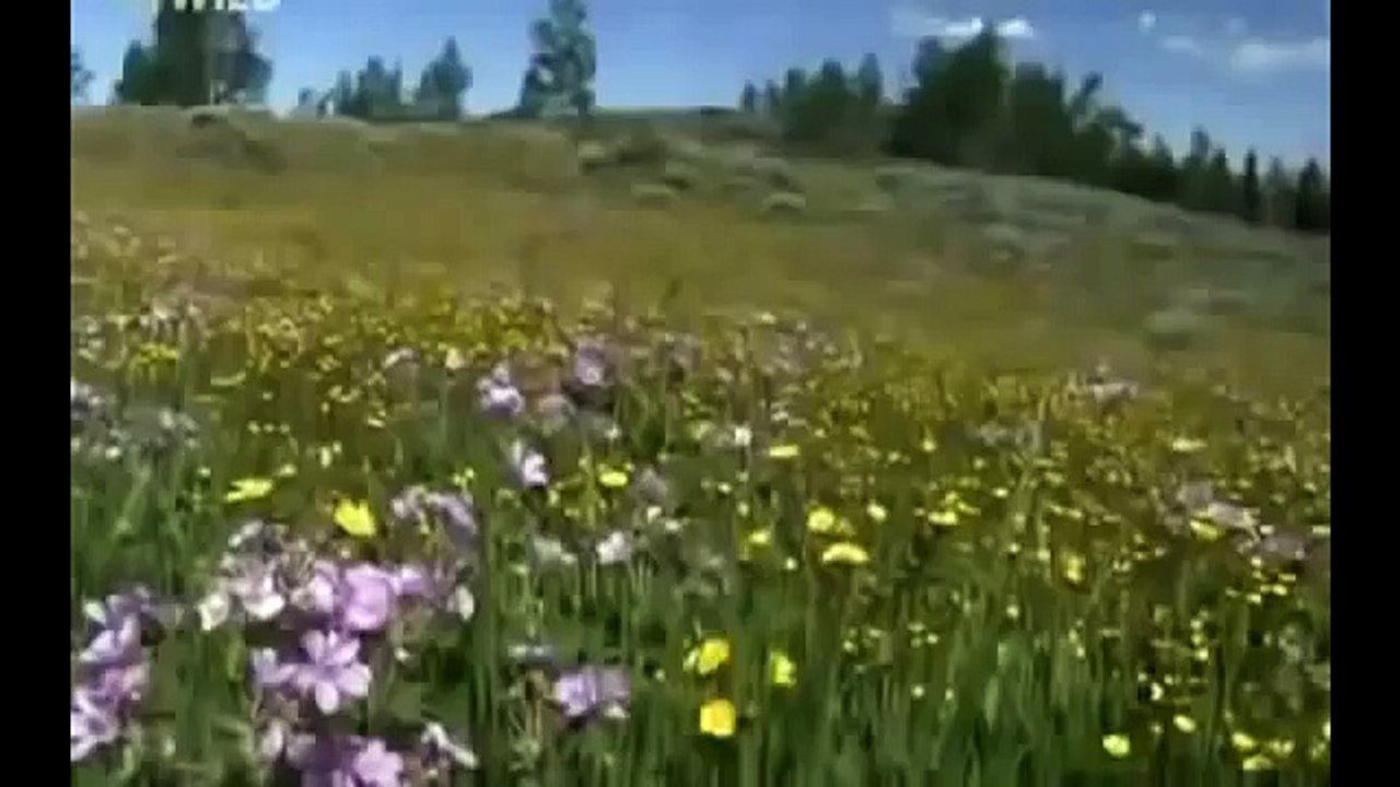 Bear Fights Wolves I Amazing Animal Fights