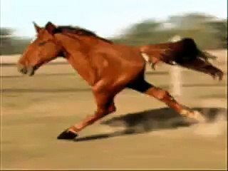How Can Horse Run With 2 Legs