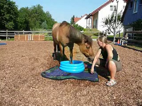 Clickertraining mit Hylling 87