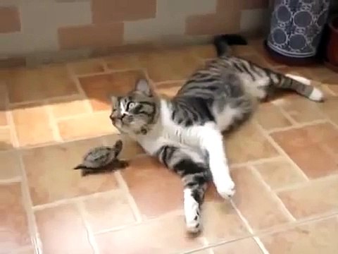 Кот атакует черепаху / Cat attacks a turtle